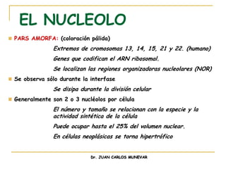 EL NUCLEOLO
PARS AMORFA: (coloración pálida)
             Extremos de cromosomas 13, 14, 15, 21 y 22. (humano)
             Genes que codifican el ARN ribosomal.
             Se localizan las regiones organizadoras nucleolares (NOR)
Se observa sólo durante la interfase
             Se disipa durante la división celular
Generalmente son 2 o 3 nucléolos por célula
             El número y tamaño se relacionan con la especie y la
             actividad sintética de la célula
             Puede ocupar hasta el 25% del volumen nuclear.
             En células neoplásicas se torna hipertrófico


                           Dr. JUAN CARLOS MUNEVAR
 