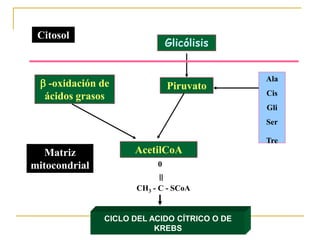 Citosol
                               Glicólisis


                                              Ala
  -oxidación de               Piruvato
  ácidos grasos                               Cis
                                              Gli
                                              Ser

                                              Tre
   Matriz            AcetilCoA
mitocondrial               0


                      CH3 - C - SCoA


               CICLO DEL ACIDO CÍTRICO O DE
                          KREBS
 
