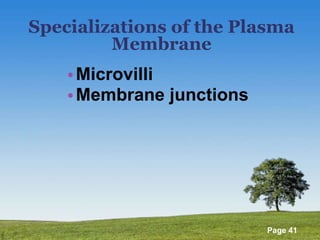 Specializations of the Plasma Membrane Microvilli Membrane junctions 