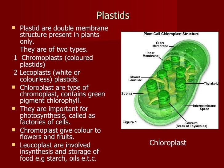 Plant and Animalcell