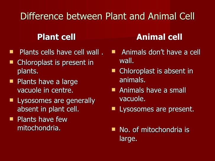 Plant And Animal Cell Similarities