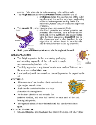 activity. Cells with a lot include secretory cells and liver cells.
     The rough ER is studded with 80s ribosomes and is the site of
                           o proteinsynthesi. It is an extension of the outer
                               membrane of the nuclear envelope, so allowing
                               mRNA to be transported swiftly to the 80s
                               ribosomes, where they are translated in protein
                               synthesis.
     The smooth ER is where polypeptides are converted into
                           o functional proteins and where proteins are
                               prepared for secretion. It is also the site of
                               lipid and steroid synthesis, and is associated
                               with the Golgi apparatus. SmoothER has no
                               80s ribosomes and is also involved in the
                               regulation of calcium levels in muscle cells,
                               and the breakdown of toxins by liver cells.


      Both types of ER transport materials throughout the cell.

GOLGI APPARATUS:
     The Golgi apparatus is the processing, packaging
    and secreting organelle of the cell, so it is much
    more common in glandular cells.
     The Golgi apparatus is a system of membranes, made of flattened sac-
    like structures called cisternae.
    It works closely with the smooth er, to modify proteins for export by the
    cell
CENTRIOLE :
      This consists of two bundles of microtubules at
    right-angles to each other.
      Each bundle contains 9 tubes in a very
    characteristic arrangement
      At the start of mitosis and meiosis, the
    centriole divides, and one half moves to each end of the cell,
    forming the spindle.
      The spindle fibres are later shortened to pull the chromosomes
    apart.
CILIA AND FLAGELLAE :
      Cilia and Flagellae are structures that project from the cell, where they
 