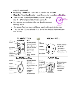 assist in movement.
Cilia (sing. cilium) are short, and numerous and hair-like.
Flagellae (sing. flagellum) are much longer, fewer, and are whip-like.
 The cilia and flagellae of all Eukaryotes are always
in a ?9 + 2? arrangement that is characteristic
Protoctista commonly use cilia and flagellae to move
through water.
 Sperm use flagellae (many, all fused together) to swim to the egg.
 Cilia line our trachea and bronchi, moving dust particles and bacteria away
from the lungs.
 