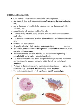 INTERNAL ORGANIZATION:

      Cells contain a variety of internal structures called organelles.
      An organelle is a cell component that performs a specific function in that
      cell.
      Just as the organs of a multicellular organism carry out the organism's life
      functions, the
      organelles of a cell maintain the life of the cell.
      There are many different cells; however, there are certain features common
      to all cells.
      The entire cell is surrounded by a thin cell membrane. All membranes have the
      same
      thickness and basic structure.
      Organelles often have their own too – once again, these                membra
      The nucleus, mitochondriaandchloroplasts all have double membranes, more
      correctly calledenvelopes.
      Because membranes are fluid mosaics , the molecules making them up –
      phospholipids and proteins - move independently.
      The proteins appear to ‘float’ in the phospholipids bilayer and thus membranes
      can thus be used to transport molecules within the cell e.g. endoplasmic
      reticulum
      Proteins in the membrane can be used to transport substances         across the
      membrane – e.g. facilitated diffusion or by active transport.
      The proteins on the outside of cell membranes identify us as unique.
 