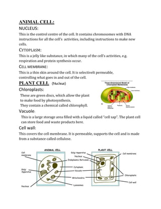 ANIMAL CELL:
NUCLEUS:
This is the control centre of the cell. It contains chromosomes with DNA
instructions for all the cell’s activities, including instructions to make new
cells.
CYTOPLASM:
This is a jelly like substance, in which many of the cell’s activities, e.g.
respiration and protein synthesis occur.
CELL MEMBRANE:
This is a thin skin around the cell. It is selectivelt permeable,
controlling what goes in and out of the cell.
PLANT CELL             (Nucleus)

Chloroplasts:
These are green discs, which allow the plant
to make food by photosynthesis.
They contain a chemical called chlorophyll.
Vacuole:
 This is a large storage area filled with a liquid called “cell sap”. The plant cell
 can store food and waste products here.
Cell wall:
This covers the cell membrane. It is permeable, supports the cell and is made
from a substance called cellulose.
 