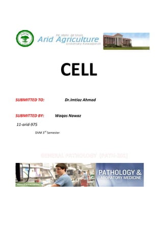 CELL
SUBMITTED TO:               Dr.Imtiaz Ahmad


SUBMITTED BY:        Waqas Nawaz

11-arid-975
         DVM 3rd Semester
 