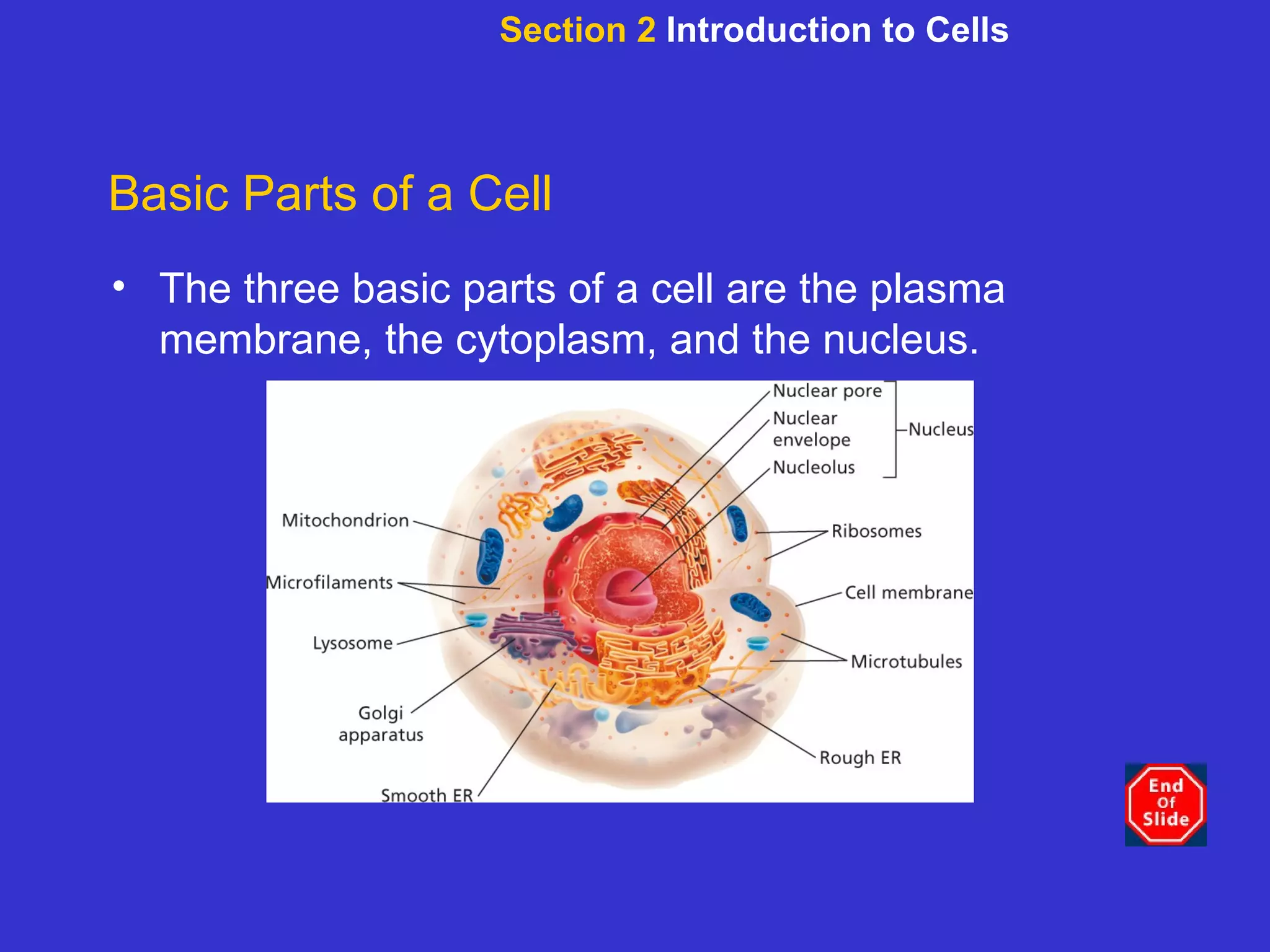 Section 2  Introduction to Cells Basic Parts of a Cell The three basic parts of a cell are the plasma membrane, the cytoplasm, and the nucleus. 