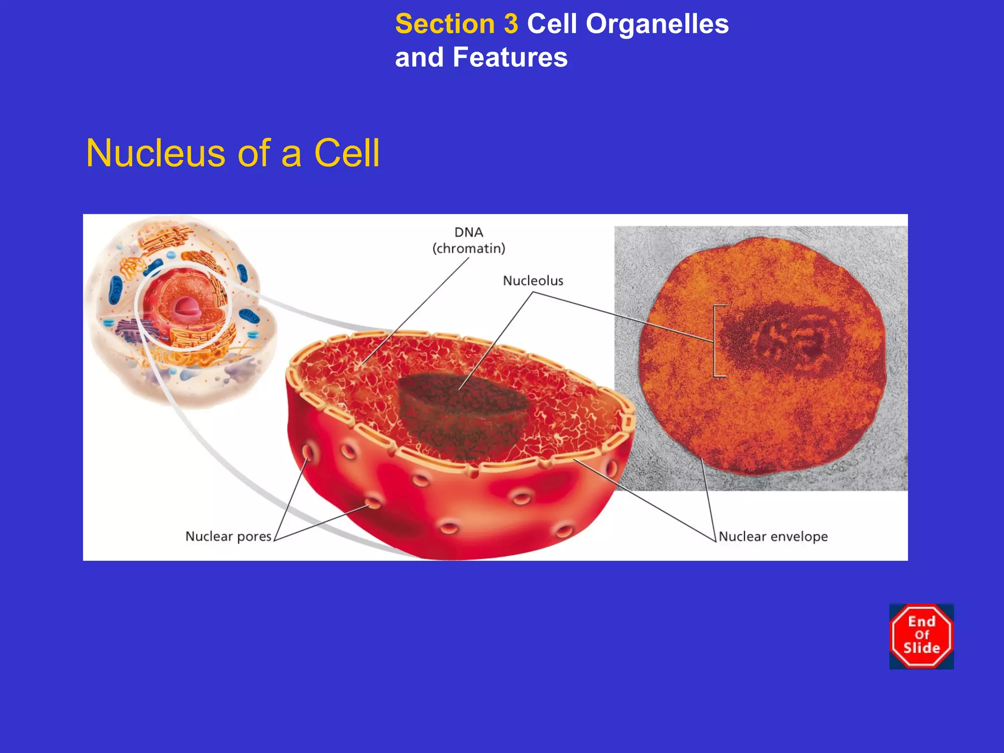 Nucleus of a Cell Section 3  Cell Organelles and Features 