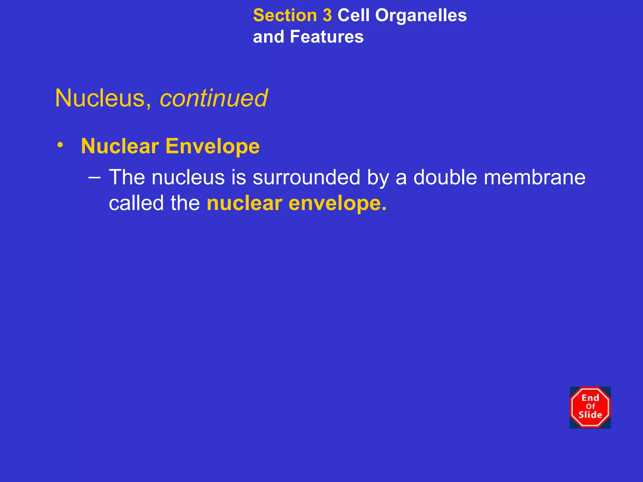 Nucleus,  continued Nuclear Envelope The nucleus is surrounded by a double membrane called the  nuclear envelope. Section 3  Cell Organelles and Features 