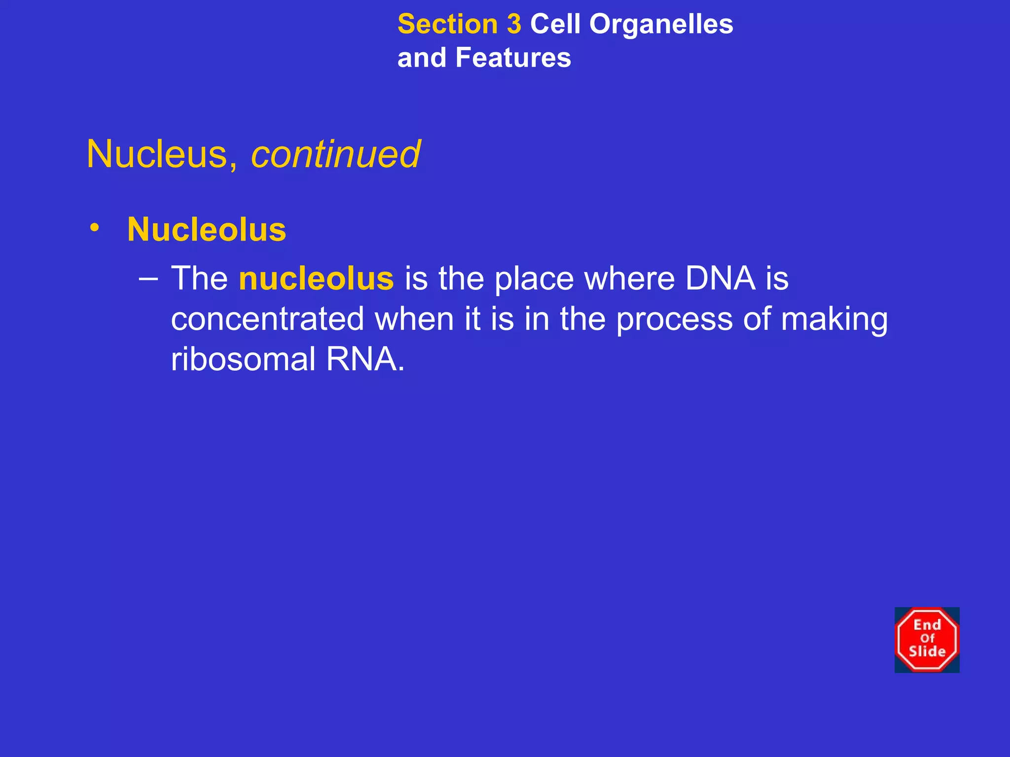 Nucleus,  continued Nucleolus The  nucleolus  is the place where DNA is concentrated when it is in the process of making ribosomal RNA. Section 3  Cell Organelles and Features 