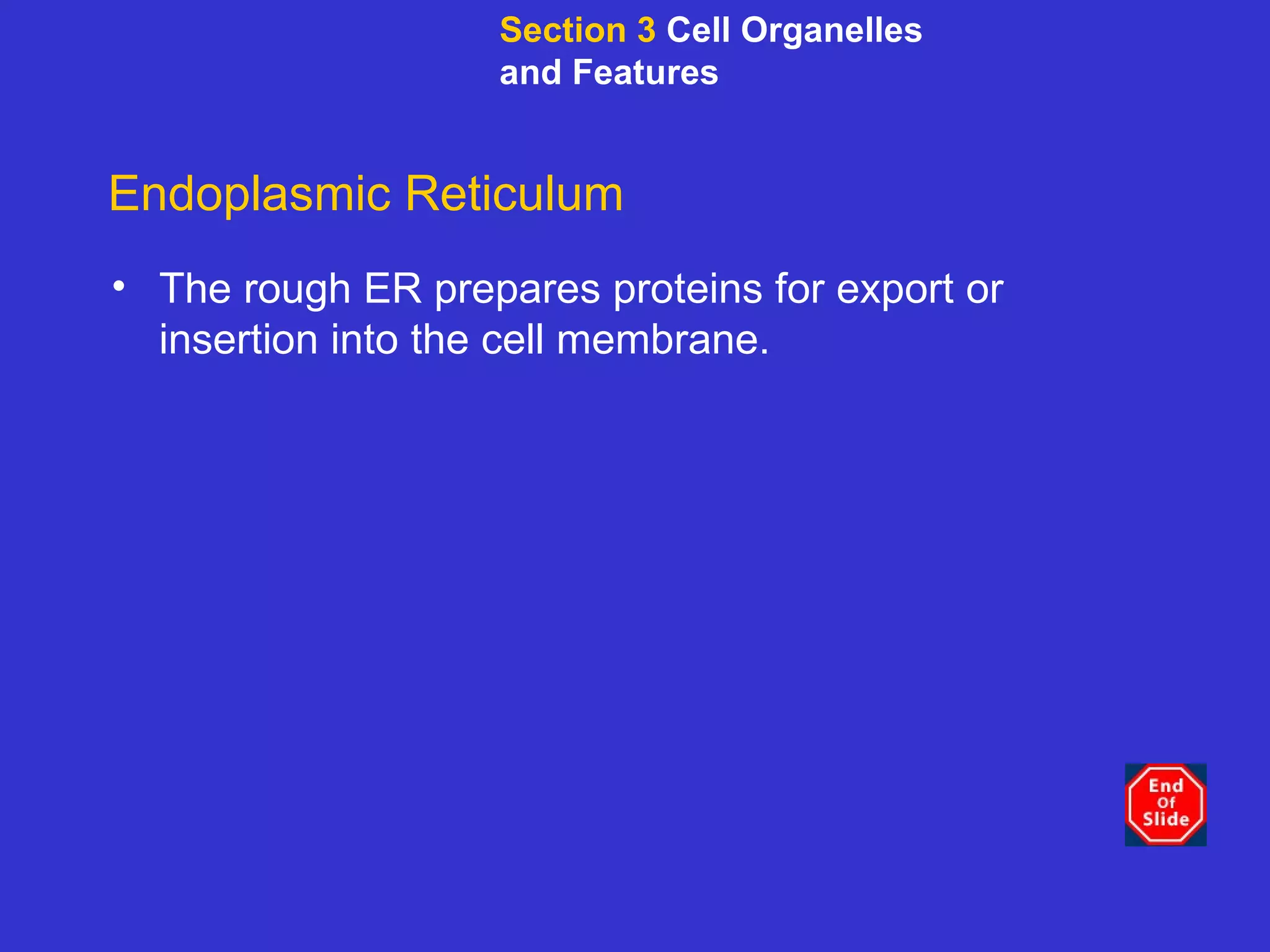 Endoplasmic Reticulum The rough ER prepares proteins for export or insertion into the cell membrane.   Section 3  Cell Organelles and Features 
