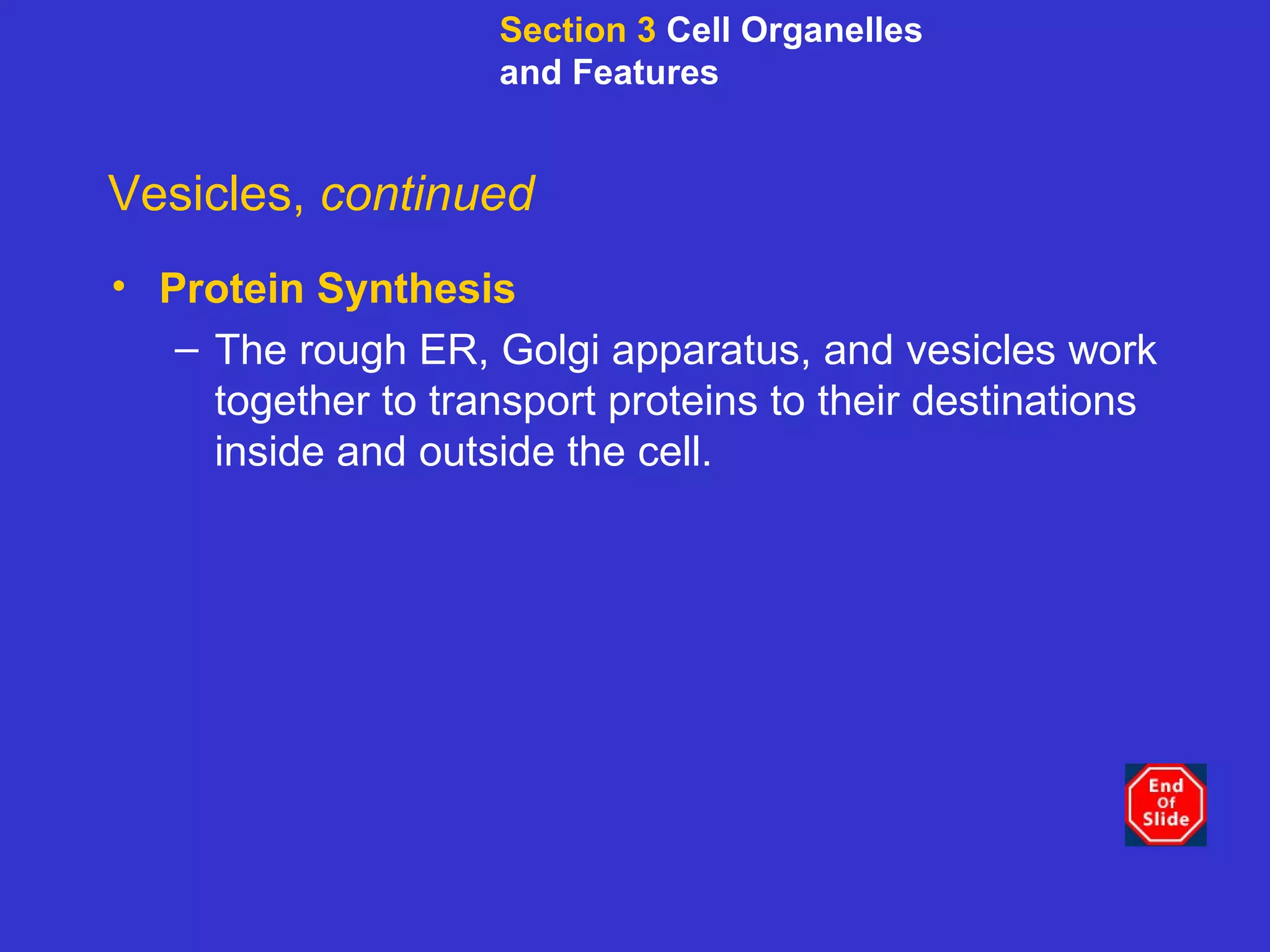 Vesicles,  continued Protein Synthesis The rough ER, Golgi apparatus, and vesicles work together to transport proteins to their destinations inside and outside the cell. Section 3  Cell Organelles and Features 