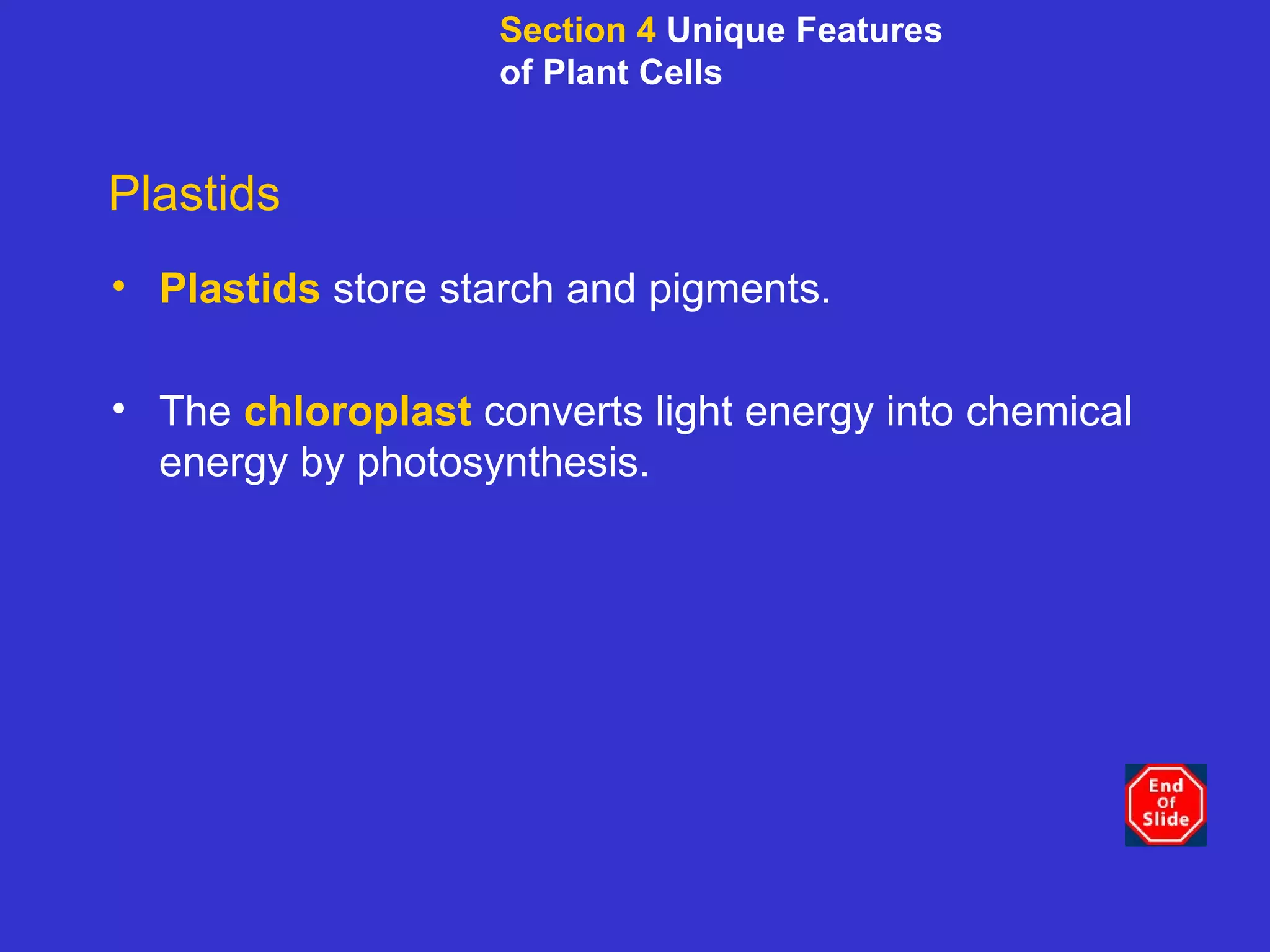 Plastids Plastids   store starch and pigments.  The  chloroplast  converts light energy into chemical energy by photosynthesis. Section 4  Unique Features of Plant Cells 