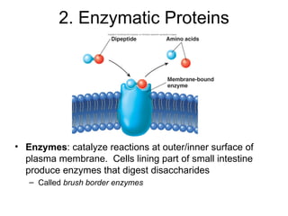 2. Enzymatic Proteins Enzymes : catalyze reactions at outer/inner surface of plasma membrane.  Cells lining part of small intestine produce enzymes that digest disaccharides Called  brush border enzymes  