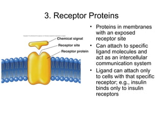 3. Receptor Proteins Proteins in membranes with an exposed receptor site Can attach to specific ligand molecules and act as an intercellular communication system Ligand can attach only to cells with that specific receptor; e.g., insulin binds only to insulin receptors 