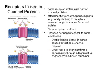 Receptors Linked to Channel Proteins Some receptor proteins are part of channel proteins Attachment of receptor-specific ligands (e.g., acetylcholine) to receptors causes change in shape of channel protein Channel opens or closes Changes permeability of cell to some substances Cystic fibrosis: defect in genes causes defect(s) in channel proteins Drugs used to alter membrane permeability through attachment to channel protein-linked receptors 