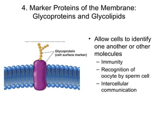 4. Marker Proteins of the Membrane: Glycoproteins and Glycolipids Allow cells to identify   one another or other molecules  Immunity Recognition of oocyte by sperm cell Intercellular communication 