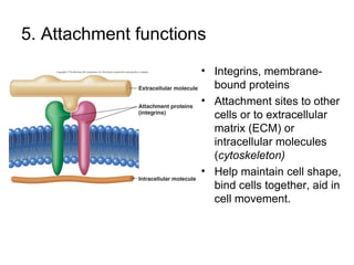 5. Attachment functions Integrins, membrane-bound proteins  Attachment sites to other cells or to extracellular matrix (ECM) or intracellular molecules ( cytoskeleton) Help maintain cell shape, bind cells together, aid in cell movement. 