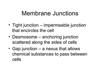Membrane Junctions Tight junction – impermeable junction that encircles the cell  Desmosome – anchoring junction scattered along the sides of cells Gap junction – a nexus that allows chemical substances to pass between cells 