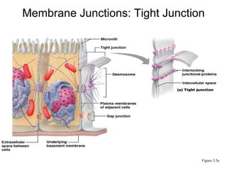 Membrane Junctions: Tight Junction Figure 3.5a 