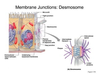Membrane Junctions: Desmosome Figure 3.5b 