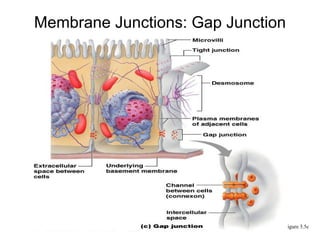 Membrane Junctions: Gap Junction Figure 3.5c 