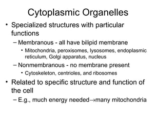 Cytoplasmic Organelles Specialized structures with particular functions Membranous - all have bilipid membrane Mitochondria, peroxisomes, lysosomes, endoplasmic reticulum, Golgi apparatus, nucleus Nonmembranous - no membrane present Cytoskeleton, centrioles, and ribosomes Related to specific structure and function of the cell E.g., much energy needed  many mitochondria 