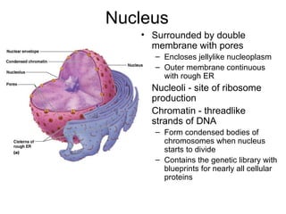Nucleus Surrounded by double membrane with pores Encloses jellylike nucleoplasm  Outer membrane continuous with rough ER  Nucleoli - site of ribosome production  Chromatin - threadlike strands of DNA Form condensed bodies of chromosomes when nucleus starts to divide Contains the genetic library with blueprints for nearly all cellular proteins 