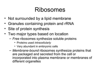 Ribosomes Not surrounded by a lipid membrane Granules containing protein and rRNA Site of protein synthesis Two major types based on location Free  ribosomes synthesize soluble proteins Proteins used  intracellularly Very abundant in embryonic cells Membrane-bound  ribosomes synthesize proteins that are packaged and secreted from the cell or incorporated into plasma membrane or membranes of different organelles 