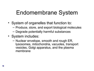 Endomembrane System System of organelles that function to:  Produce, store, and export biological molecules Degrade potentially harmful substances System includes: Nuclear envelope, smooth and rough ER, lysosomes, mitochondria, vacuoles, transport vesicles, Golgi apparatus, and the plasma membrane  
