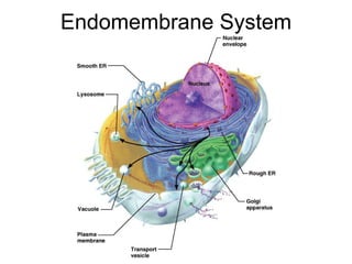 Endomembrane System 