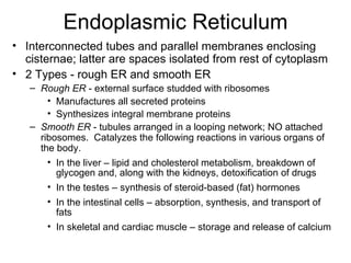 Endoplasmic Reticulum Interconnected tubes and parallel membranes enclosing cisternae; latter are spaces isolated from rest of cytoplasm 2 Types - rough ER and smooth ER Rough ER  - external surface studded with ribosomes Manufactures all secreted proteins Synthesizes integral membrane proteins   Smooth ER  - tubules arranged in a looping network; NO attached ribosomes.  Catalyzes the following reactions in various organs of the body. In the liver – lipid and cholesterol metabolism, breakdown of glycogen and, along with the kidneys, detoxification of drugs  In the testes – synthesis of steroid-based (fat) hormones  In the intestinal cells – absorption, synthesis, and transport of fats In skeletal and cardiac muscle – storage and release of calcium 