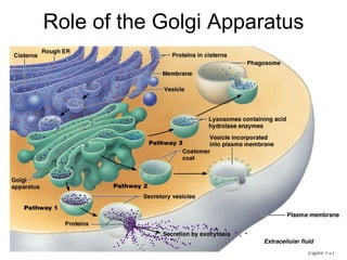 Role of the Golgi Apparatus Figure 3.21 