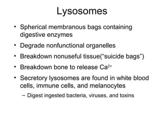 Lysosomes Spherical membranous bags containing digestive enzymes Degrade nonfunctional organelles Breakdown nonuseful tissue(“suicide bags”) Breakdown bone to release Ca 2+ Secretory lysosomes are found in white blood cells, immune cells, and melanocytes Digest ingested bacteria, viruses, and toxins 