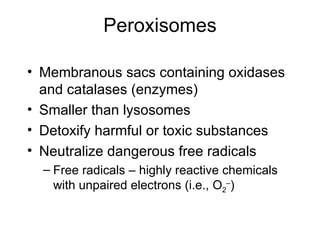 Peroxisomes Membranous sacs containing oxidases and catalases (enzymes) Smaller than lysosomes Detoxify harmful or toxic substances Neutralize dangerous free radicals Free radicals – highly reactive chemicals with unpaired electrons (i.e., O 2 – ) 