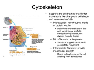 Cytoskeleton Supports the cell but has to allow for movements like changes in cell shape and movements of cilia Microtubules: hollow tubes, made of protein tubulin. Determine overall shape of the cell, form internal scaffold, transport of organelles, cell division (spindle fibers) Microfilaments: actin protein Structure, support for microvilli, contractility, movement Intermediate filaments: provide mechanical strength Resist pulling forces on the cell and help form demosomes 