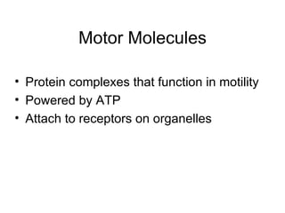 Motor Molecules Protein complexes that function in motility Powered by ATP Attach to receptors on organelles 