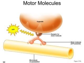 Motor Molecules Figure 3.25a 