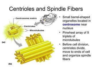 Centrioles and Spindle Fibers Small barrel-shaped organelles located in  centrosome  near nucleus Pinwheel array of 9 triplets of microtubules Before cell division, centrioles divide, move to ends of cell and organize spindle fibers 