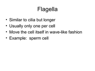 Flagella Similar to cilia but longer Usually only one per cell Move the cell itself in wave-like fashion Example:  sperm cell 