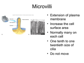 Microvilli Extension of plasma membrane Increase the cell surface area Normally many on each cell One tenth to one twentieth size of cilia Do not move 