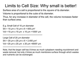 Limits to Cell Size: Why small is better! Surface area of a cell is proportional to the  square  of its diameter. Volume is proportional to the  cube  of its diameter. Thus, for any increase in diameter of the cell, the volume increases faster than surface area. E.g. Small Cell of 10   m diameter SA = 10   m x 10   m x 6 = 600   m 2 Vol =   10   m x 10   m  x 10   m =1000 2    m  --------------------------------------------------------- Large Cell of 20   m diameter SA = 20   m x 20   m x 6 = 2,400   m 2 Vol =   20   m x 20   m  x 20   m =8000 2    m -------------------------------------------------------- Note, that the larger cell has  8 times  as much cytoplasm needing nourishment and waste removal, but only  4 times  as much membrane surface through which wastes and nutrients can be exchanged.  