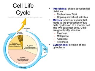 Cell Life Cycle Interphase :  phase between cell divisions Replication of DNA Ongoing normal cell activities Mitosis :  series of events that leads to the production of two cells by division of a mother cell into two daughter cells. Cells are genetically identical. Prophase Metaphase Anaphase Telophase Cytokinesis :  division of cell cytoplasm 