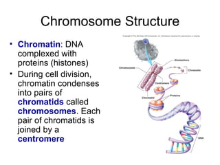 Chromosome Structure Chromatin : DNA complexed with proteins (histones) During cell division, chromatin condenses into pairs of  chromatids  called  chromosomes . Each pair of chromatids is joined by a  centromere 