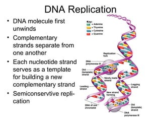 DNA Replication DNA molecule first unwinds Complementary strands separate from one another Each nucleotide strand serves as a template for building a new complementary strand Semiconservtive repli-cation 