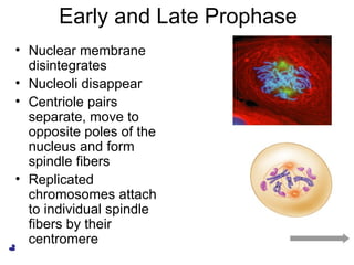 Early and Late Prophase Nuclear membrane disintegrates Nucleoli disappear Centriole pairs separate, move to opposite poles of the nucleus and form spindle fibers Replicated chromosomes attach to individual spindle fibers by their centromere 