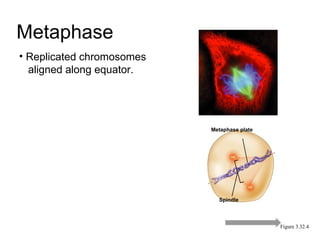 Metaphase Metaphase plate Spindle Figure 3.32.4 Replicated chromosomes aligned along equator. 