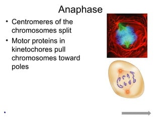 Anaphase Centromeres of the chromosomes split Motor proteins in kinetochores pull chromosomes toward poles 