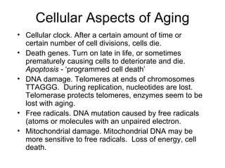 Cellular Aspects of Aging Cellular clock. After a certain amount of time or certain number of cell divisions, cells die. Death genes. Turn on late in life, or sometimes prematurely causing cells to deteriorate and die.  Apoptosis  - ‘programmed cell death’ DNA damage. Telomeres at ends of chromosomes TTAGGG.  During replication, nucleotides are lost.  Telomerase protects telomeres, enzymes seem to be lost with aging. Free radicals. DNA mutation caused by free radicals (atoms or molecules with an unpaired electron. Mitochondrial damage. Mitochondrial DNA may be more sensitive to free radicals.  Loss of energy, cell death. 