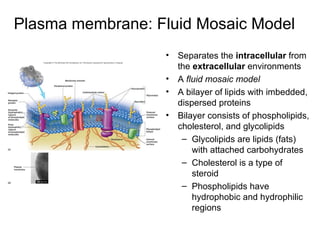 Plasma membrane: Fluid Mosaic Model Separates the  intracellular  from the  extracellular  environments A  fluid mosaic model A bilayer of lipids with imbedded, dispersed proteins Bilayer consists of phospholipids, cholesterol, and glycolipids Glycolipids are lipids (fats) with attached carbohydrates Cholesterol is a type of steroid Phospholipids have hydrophobic and hydrophilic regions 